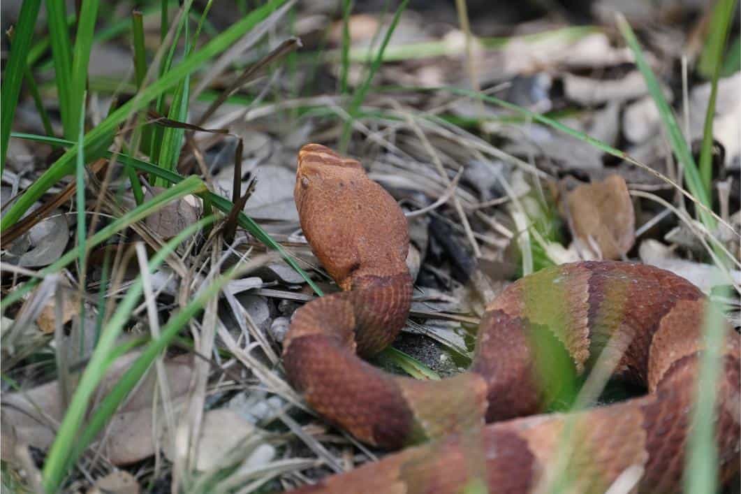 copperhead in the grass.