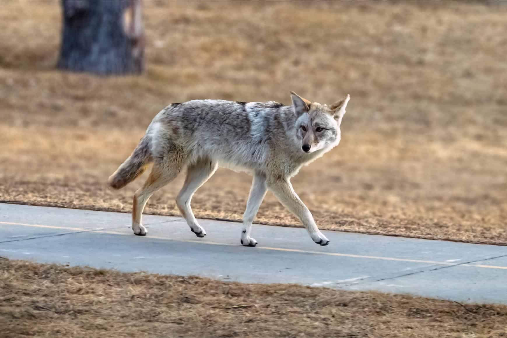 Urban coyote walking on sidewalk.