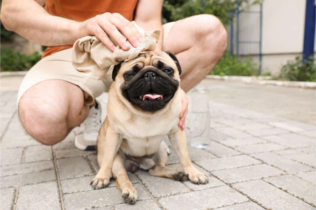 Owner helping pug with heat.