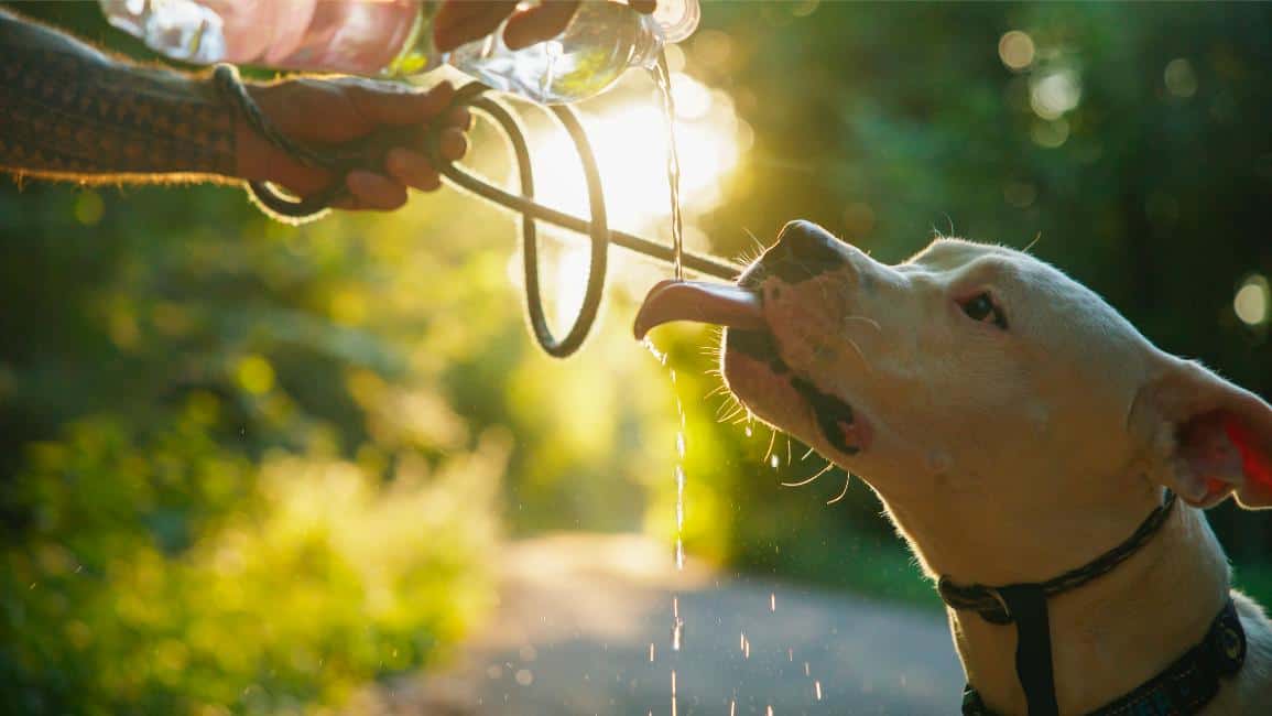 dog drinking from hose.