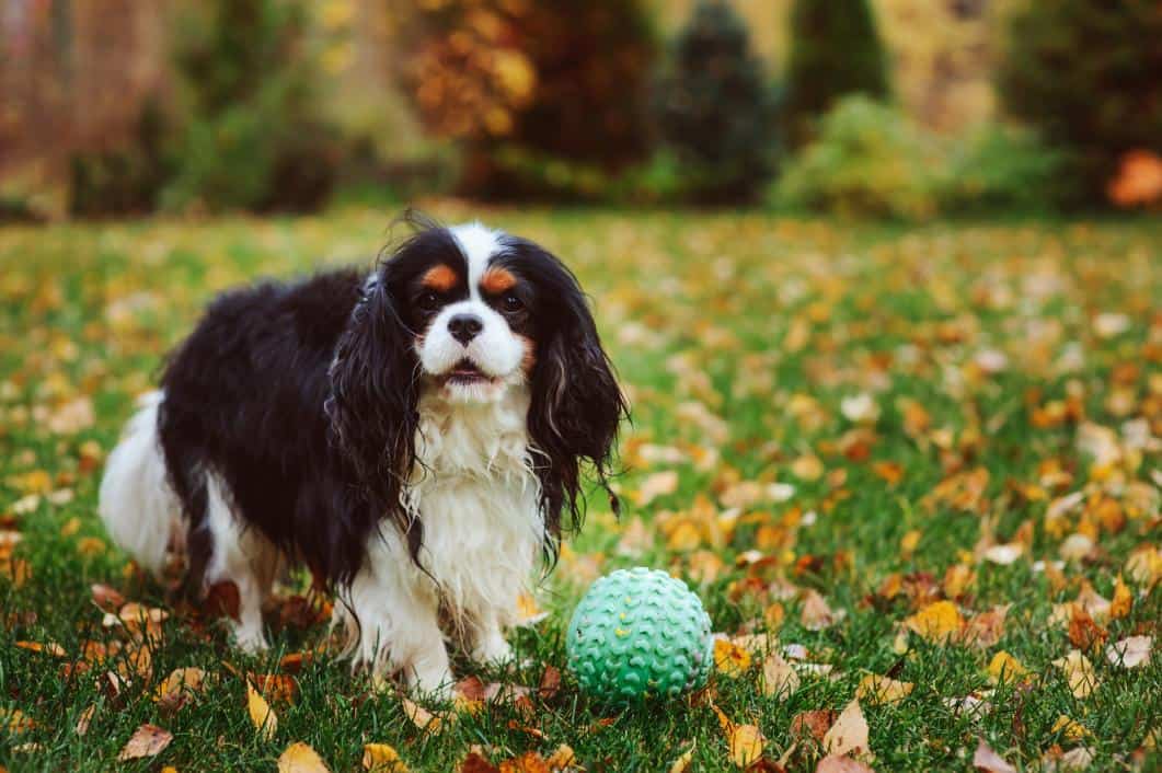 Cavalier King Charles spaniel playing with a toy ball in an autumn garden.