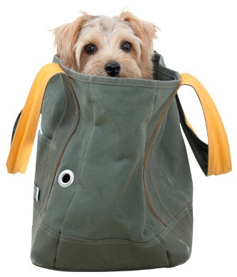 dog inside bag