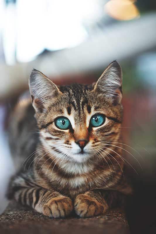 A blue-eyed cat A blue-eyed cat